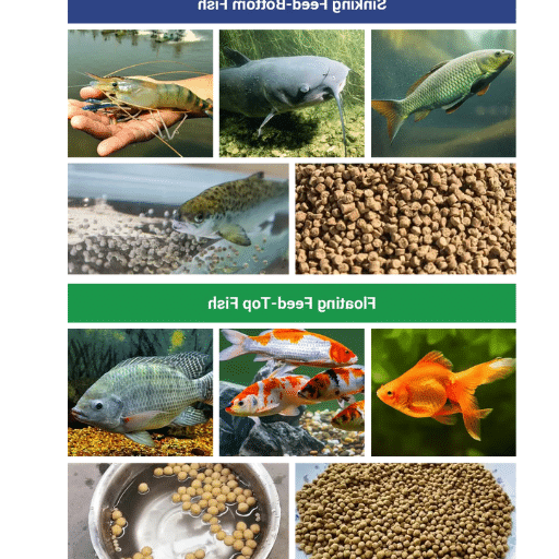 Choosing the Best Fish Feed