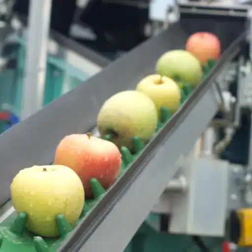 Common Uses and Applications of Fruit Processing Equipment